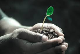 EVERY SEED HAS POTENTIAL