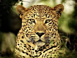 leopard, wild animals