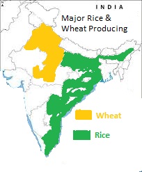 WHEAT AND RICE PRODUCING AREA IN INDIA - MAP REVISION