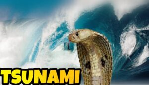 What is tsunami disaster class 9