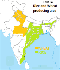 : RICE AND WHEAT PRODUCING REGIONS OF INDIA 