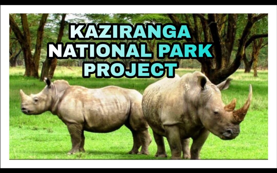 Kaziranga National Park Project – How To Complete In Just Three Hours?