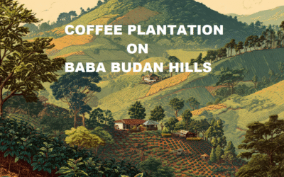 Organic Arabica coffee plantation tours Baba Budan Hills